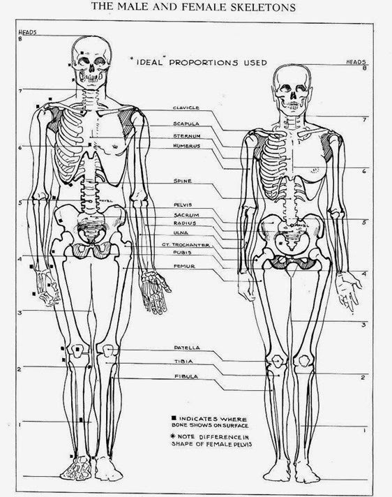 male and female skeleton[8].jpg