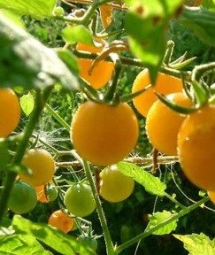 La-curiosa-historia-del-tomate2.jpg