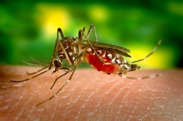 mosquito-biting-female-parasite-disease-sucking.jpg