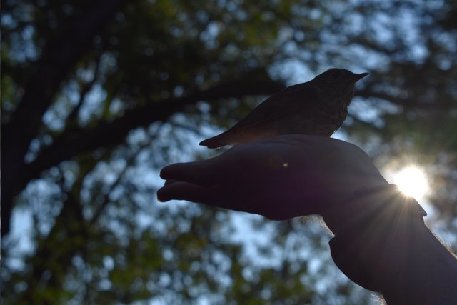 bird_in_hand3.jpg