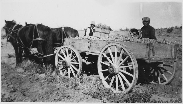 800px-Horse_drawn_wagon_loaded_with_potatoes_-_NARA_-_285660.jpg