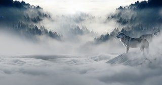 wolf-wolves-snow-wolf-landscape-89773.jpeg