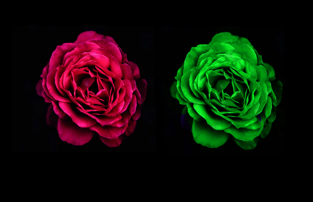 Red n green Rose_1000.png