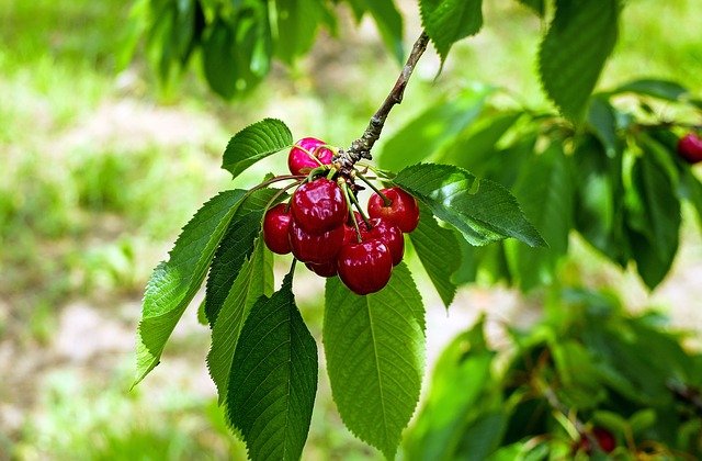 cherry-1437750_640.jpg