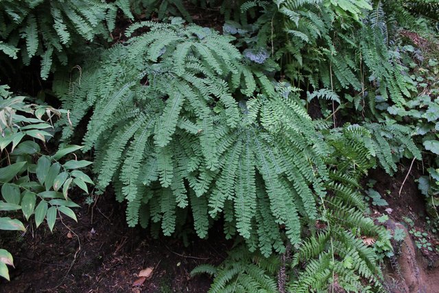 maidenhair fern -  Adiantum pedatum.JPG