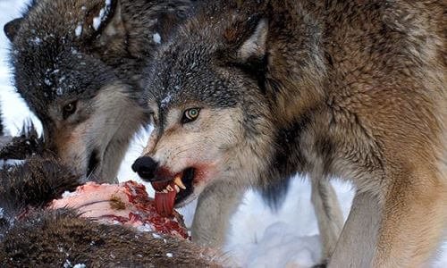 que-comen-los-lobos.jpg