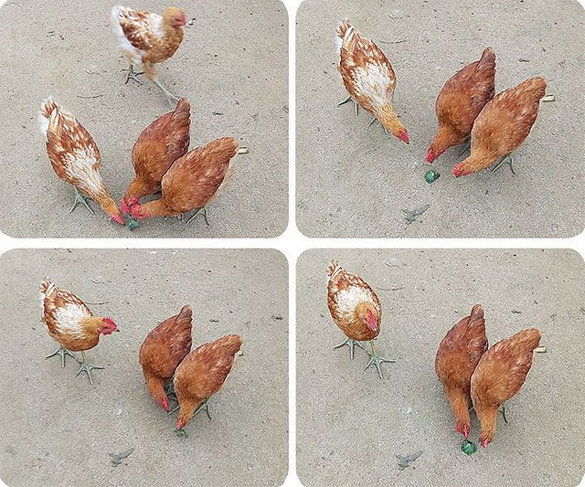 chicken3.jpg
