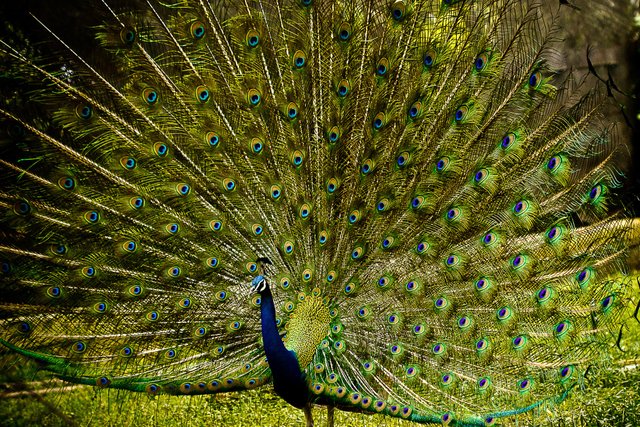 peacock-3063456.jpg