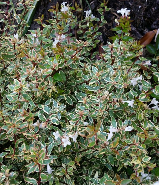 Abelia-confetti.jpg