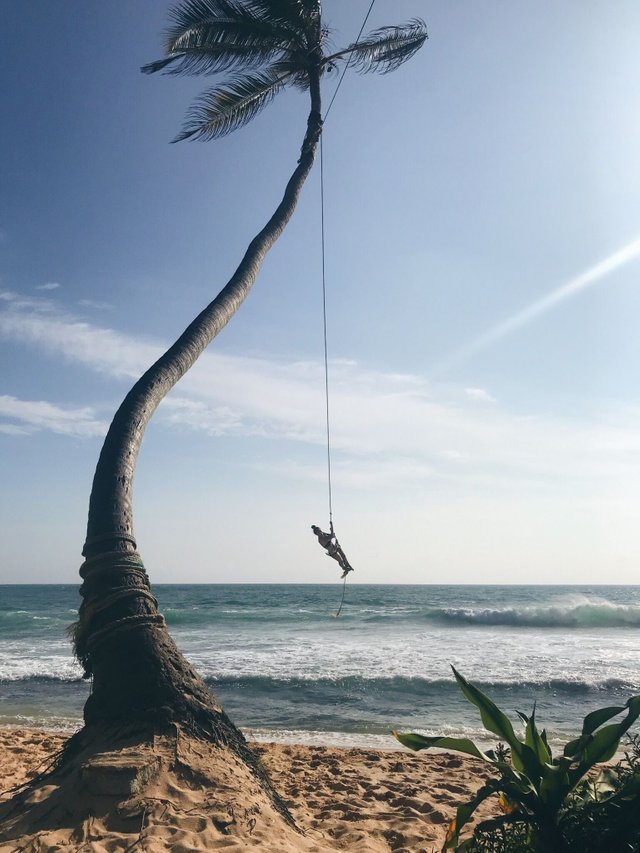 Palmenschaukel Sri Lanka.JPG