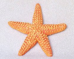 seastar.jpg