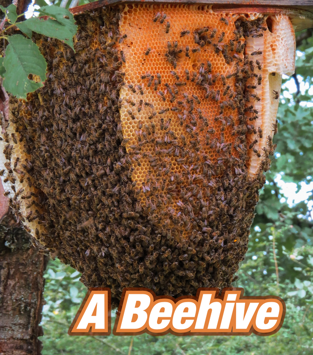 beehive.png