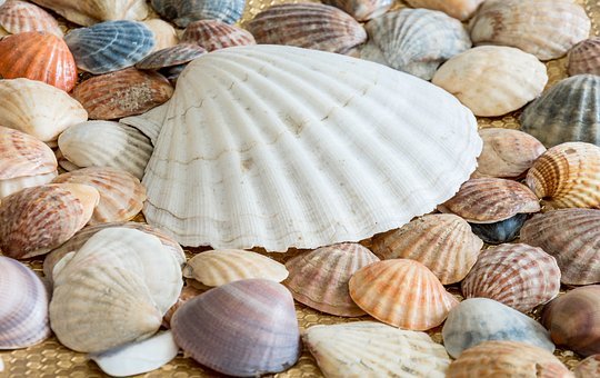 sea-shells-2215408__340.jpg