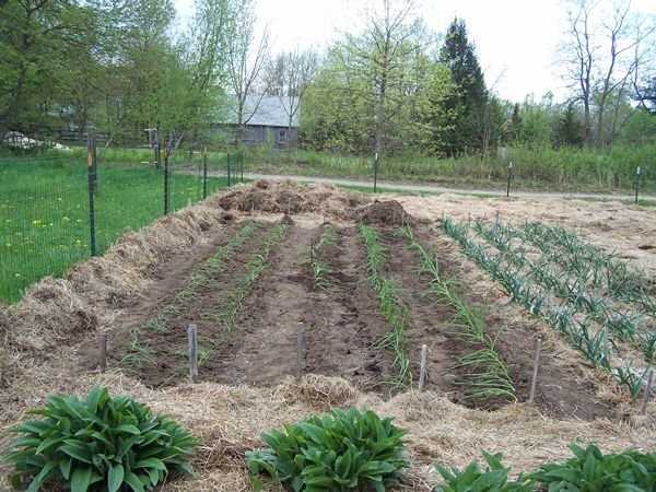 Big garden - planting onions crop May 2018.jpg