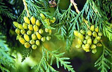 220px-Thuja_occidentalis.jpg