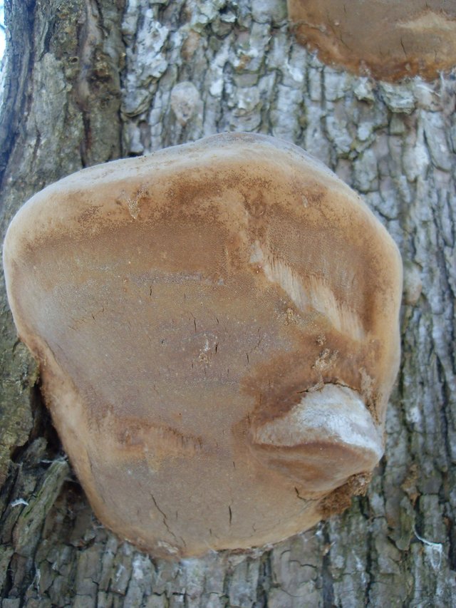 SDC12679.JPG