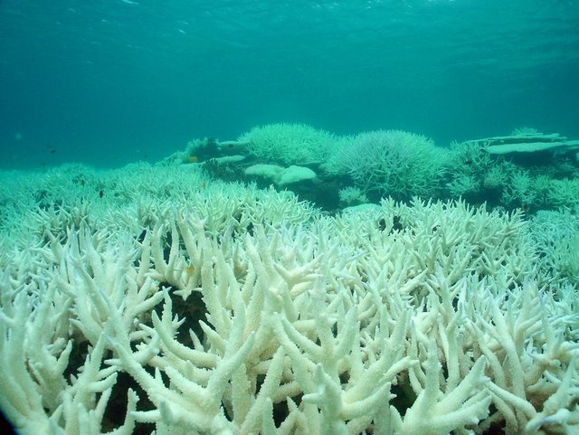 blanqueo-de-coral.jpg