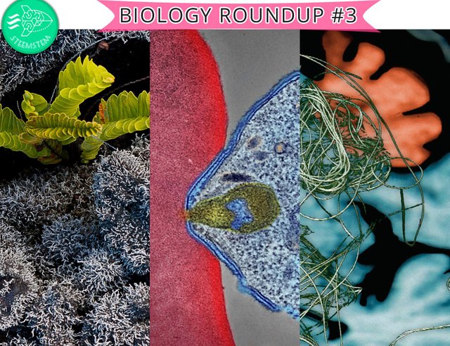 Biology roundup #3.jpg