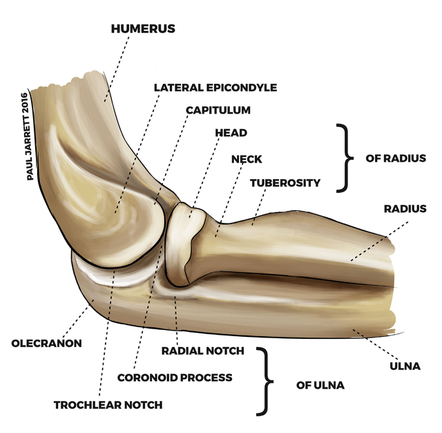 elbow-anatomy.png