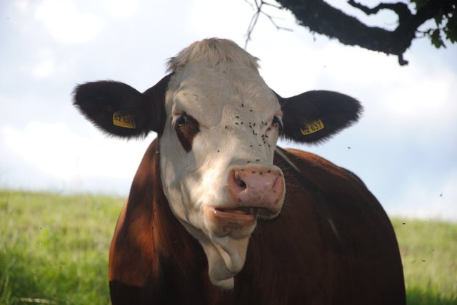 cow_nature_beef_alm_cows_pasture_animals_agriculture-562218.jpg