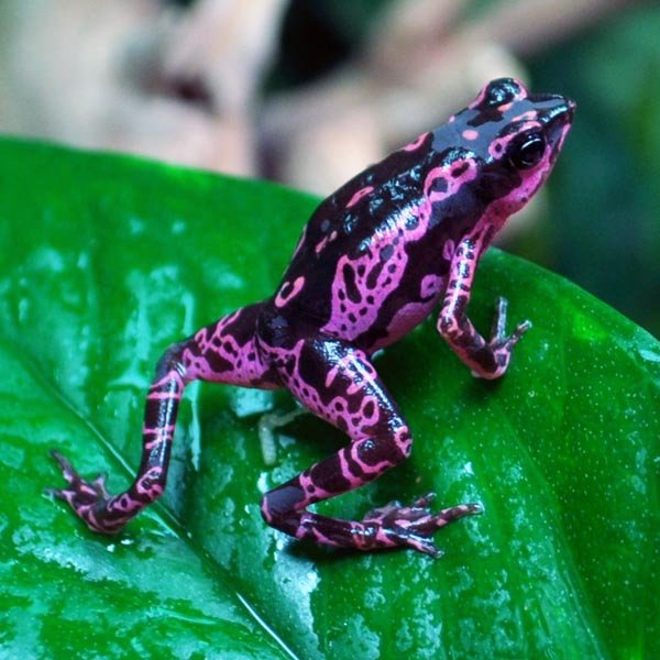 Harlequin púrpura Atelopus ... mi c favorito.jpg