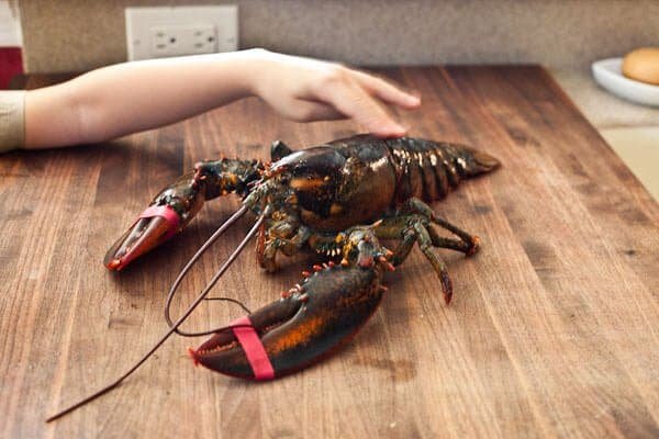 lobster4603.jpg