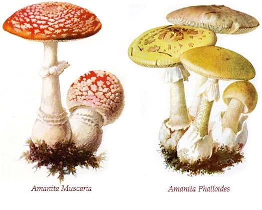 amanita muscarica.jpg