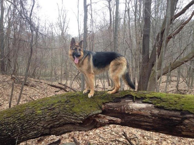 are german shepherds good adventure dogs