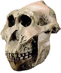 Australopithecus boisei.jpg