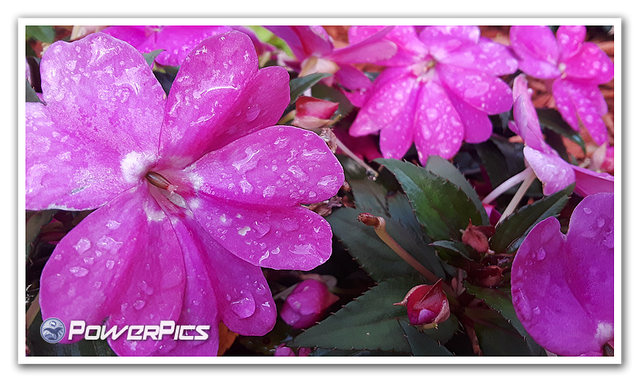 Friday-Flowers-04-PowerPics.png