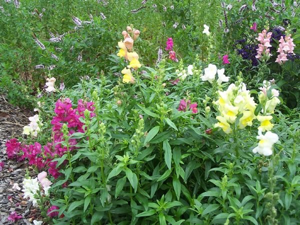 New Herb garden - snapdragons2 crop Aug. 2017.jpg