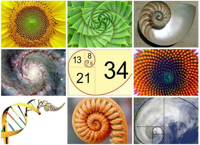 Fibonacci-spirals.jpg