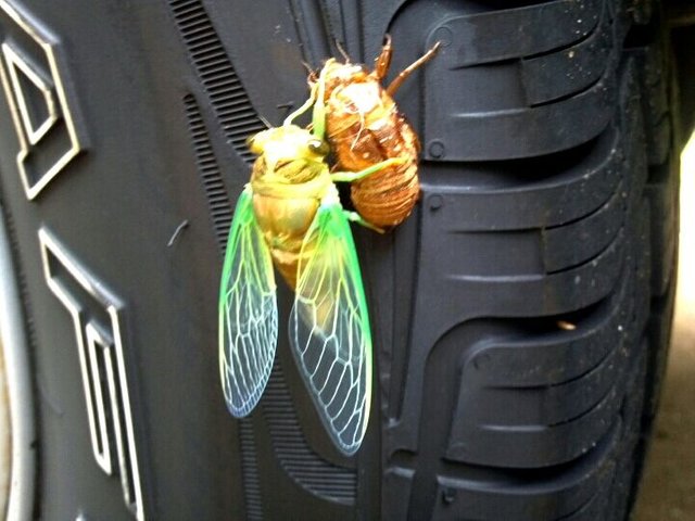 cicada_on_my_tire.jpg