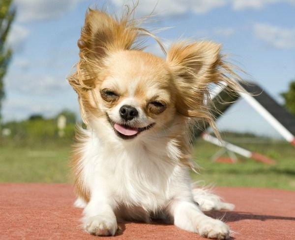 smiling-chihuahua-tongue-out.jpg