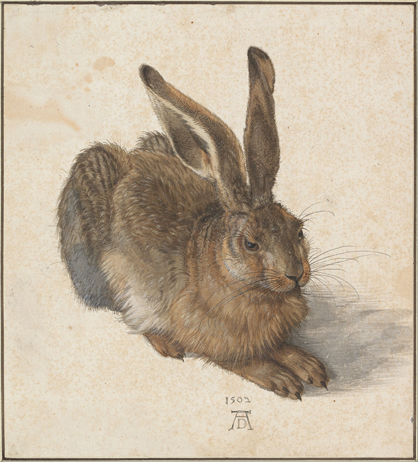 dürer_hase.png