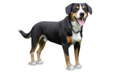 file_23262_entlebucher-mountain-dog-460x290.jpg