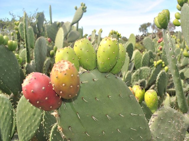 Nopal-Red-Fruit-1.jpg