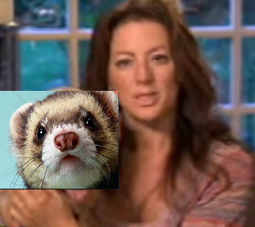 Ferret 2.png