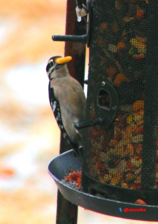 downy woodpecker image PFW16-004.JPG