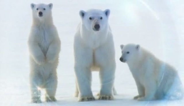 Polar-Bear-Spy-on-the-Ice-Screen6.jpg