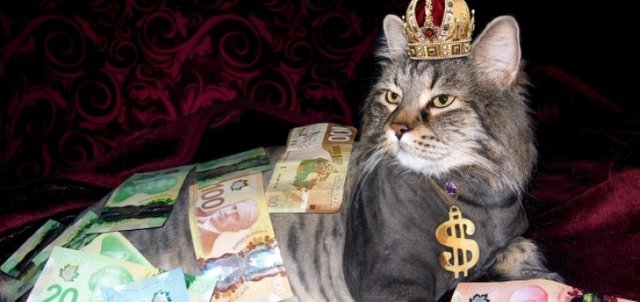 10-Ways-That-Cats-Can-Help-You-Get-Rich-720x340.jpg