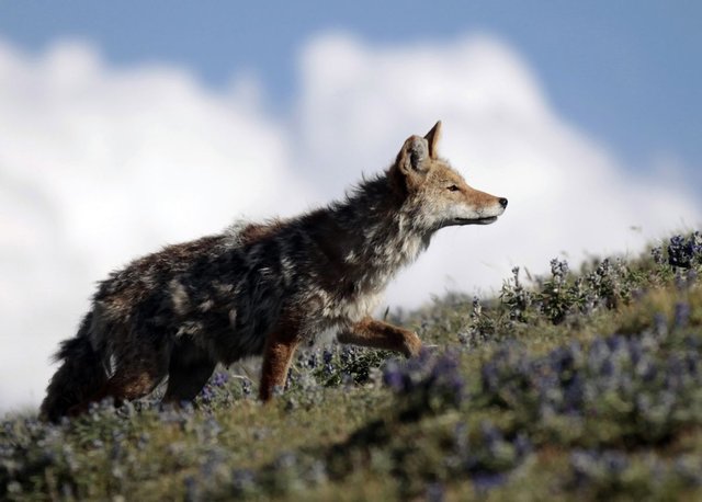 Coyote walks in Yellowstone National Park.jpg