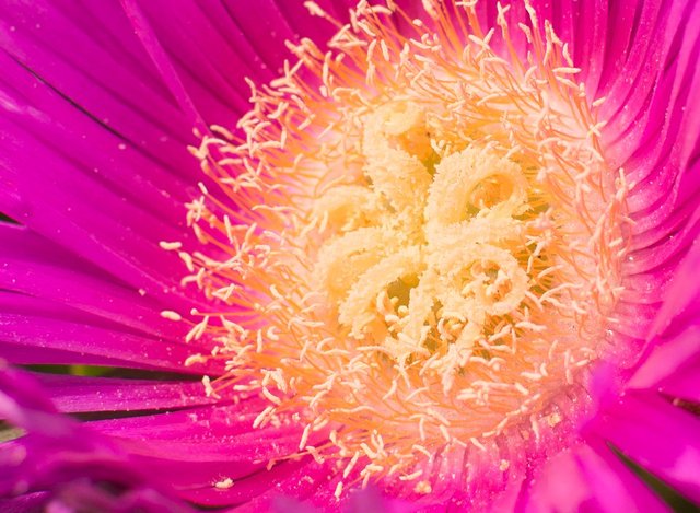 ice plant crop.jpg