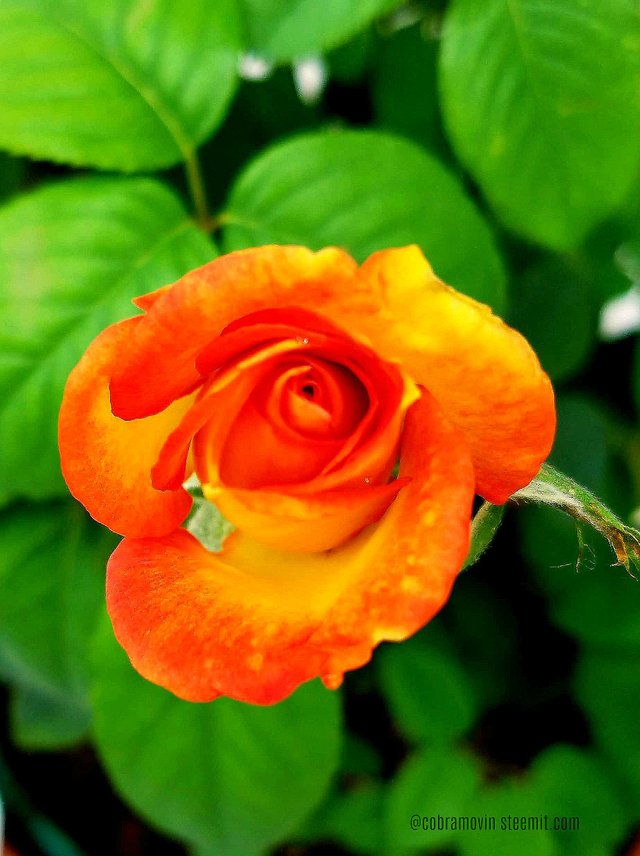 Orange rose bud.jpg