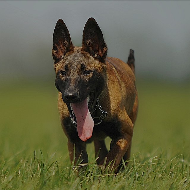 berger-belge-malinois-1.jpg