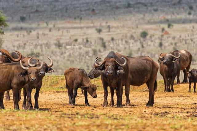 Family of african buffalo1.jpg