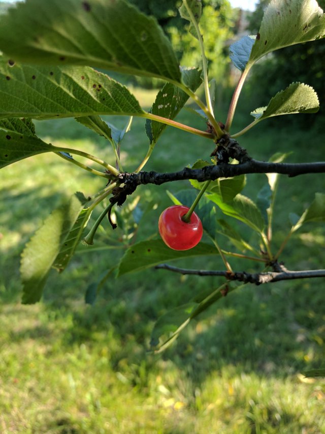 cherry1.jpg