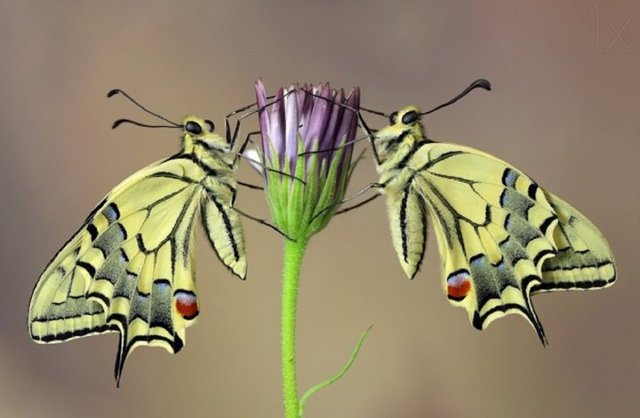 Symmetry-600x392.jpg