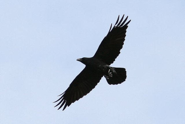 ravensoaring.jpg