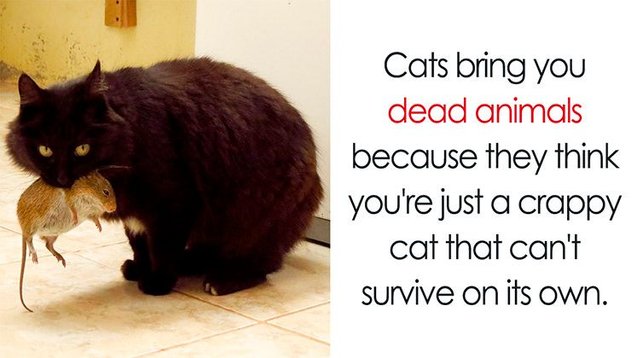 surprising-cat-facts-cover.jpg